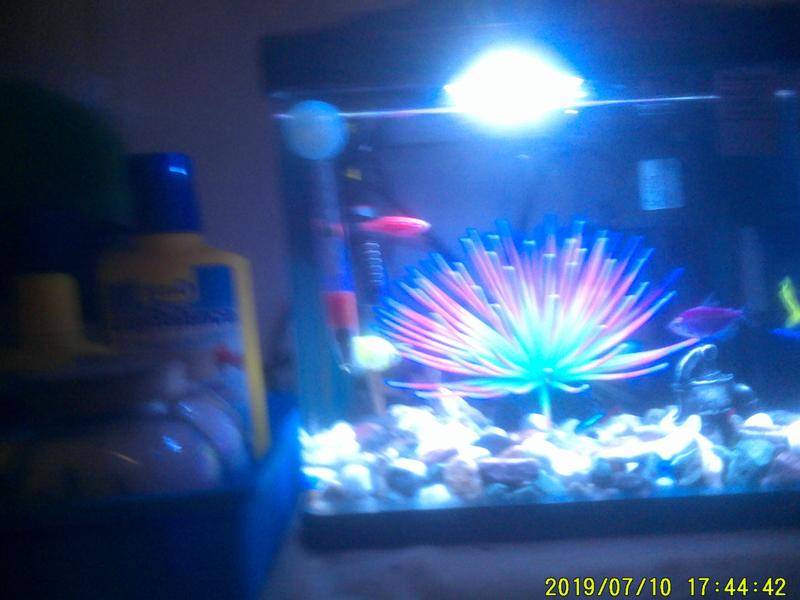 has betta & glowfish  in it