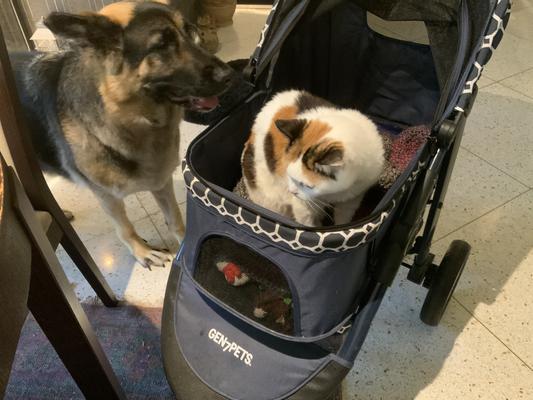 Gen7pets monaco best sale pet stroller