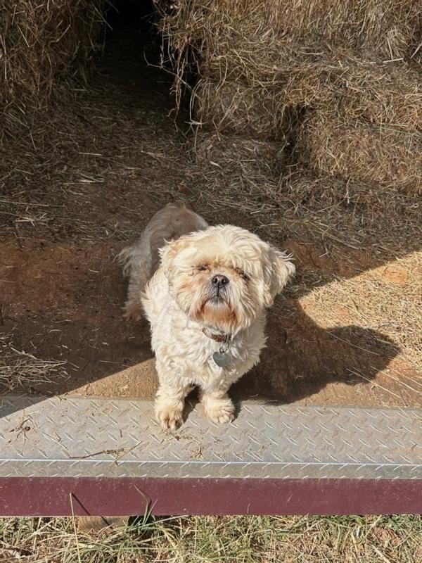 Finished farm chores so asking for Native treat