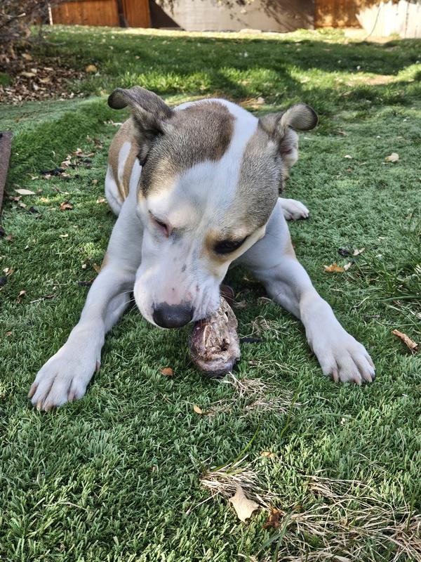 Super chewer Mindy eagerly await her snout treat, then chows down happily