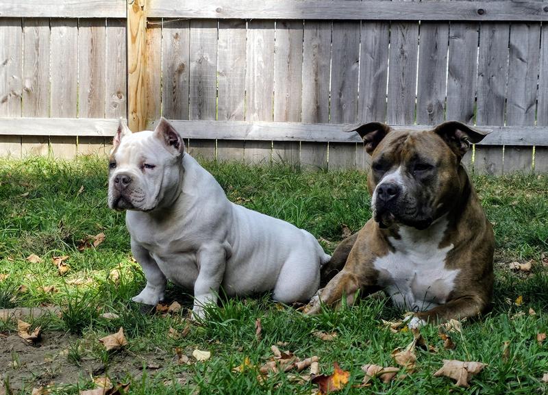 Ruby and her son Moto, both American Bullies