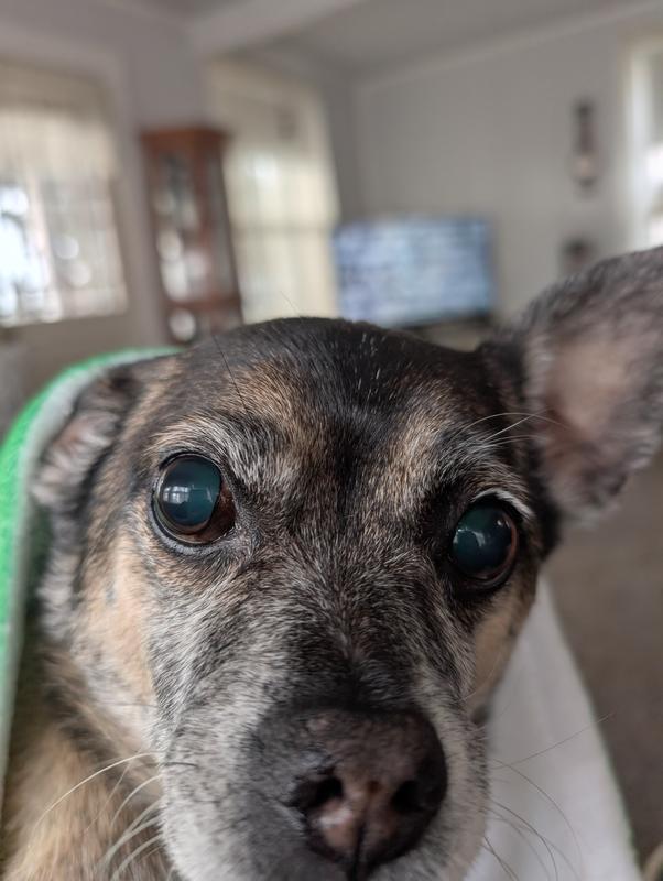 Pickles gives this food 10 stars!