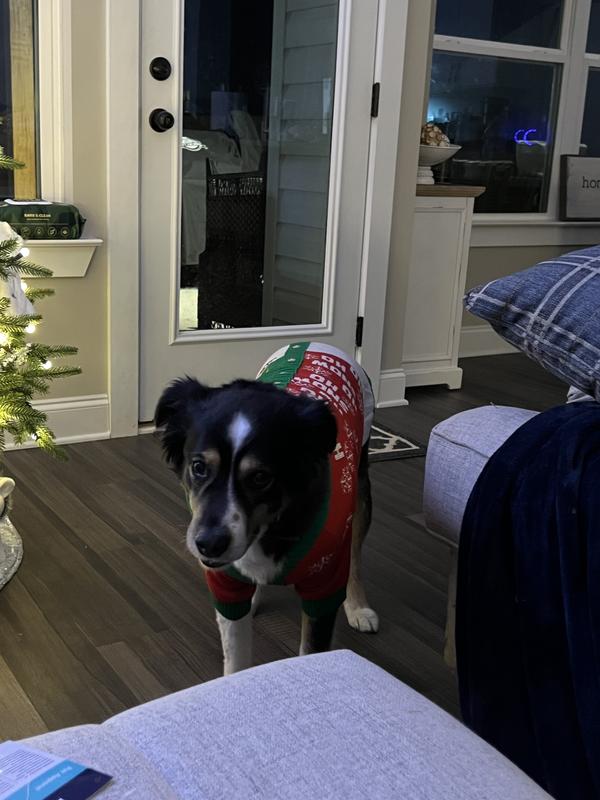 Beau in his Christmas Sweater