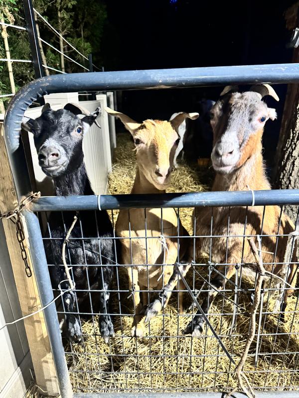 When they hear the feed cup shake!