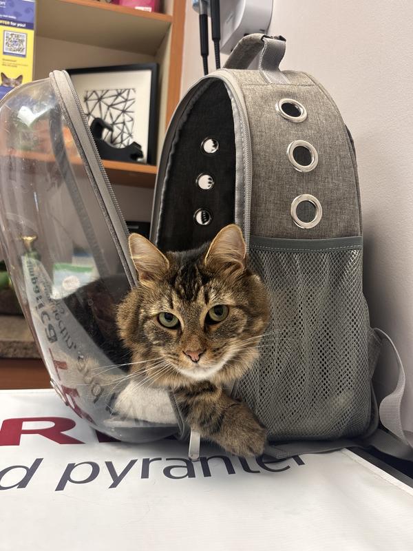 Our long haired tabby who took to it right away.