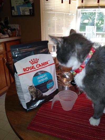 Royal canin outlet urinary care review