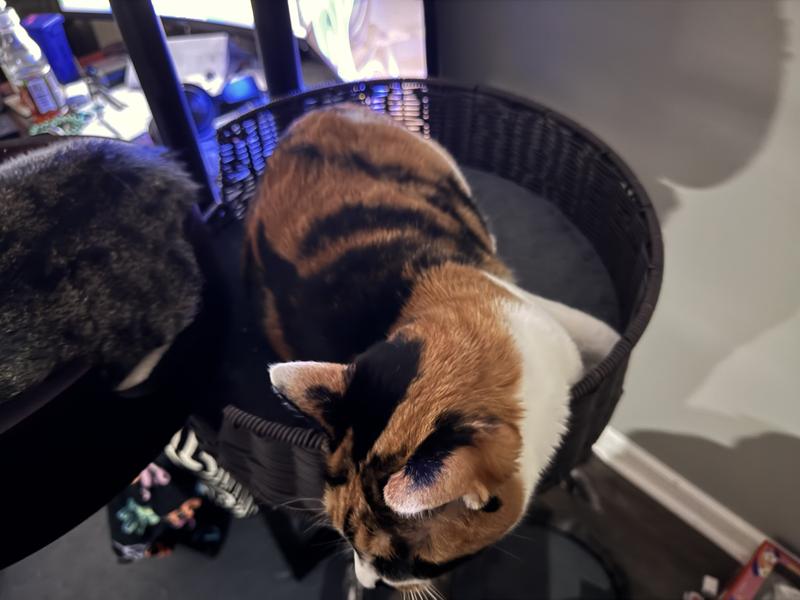 Paya is the loser and sits in this cat bed.