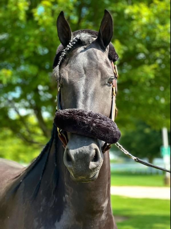 Manna Pro Sho-Glo Complete Vitamin & Mineral Supplement for Healthy Skin & Coat Horse Supplement, 5-lb tub