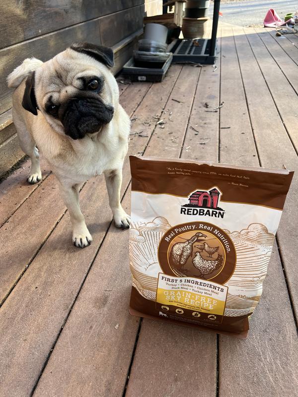 The pug that will eat anything.