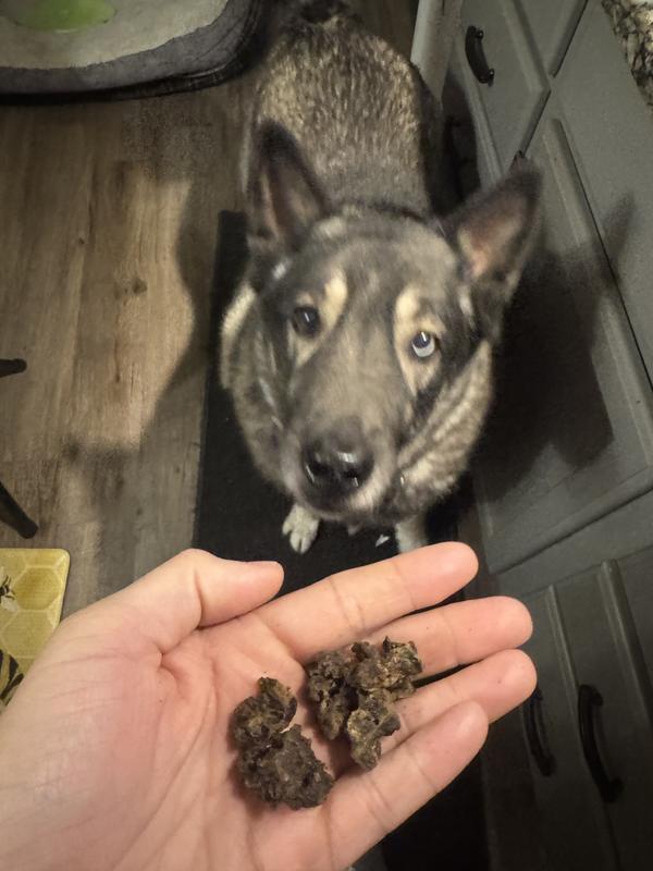 My dog Kuma could not get enough!