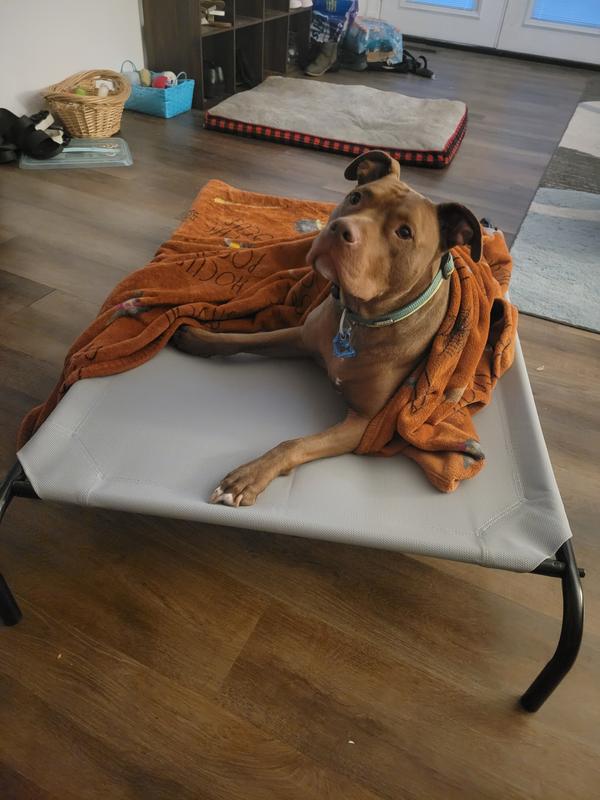 FRISCO SteelFramed Elevated Dog Bed, Brown, Medium