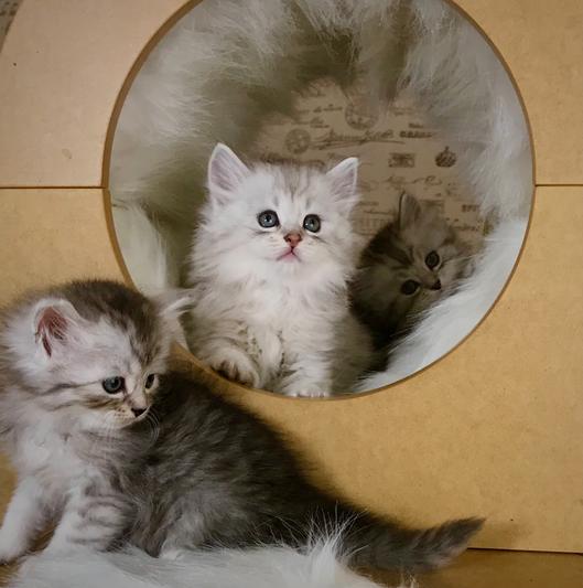 The GO! GO!s We Got The Beat