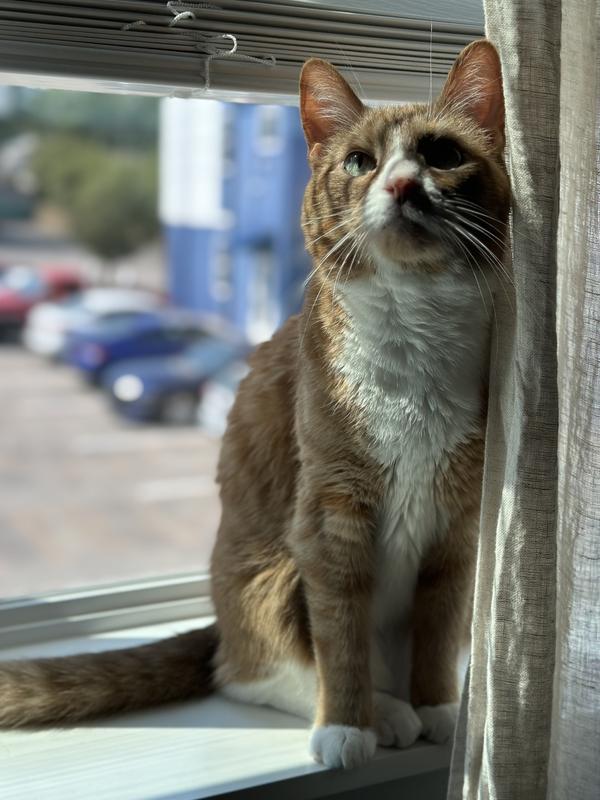 Pyro after he lost 6 lbs!