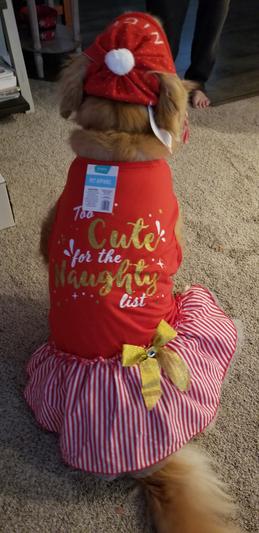Cutie in a dress!