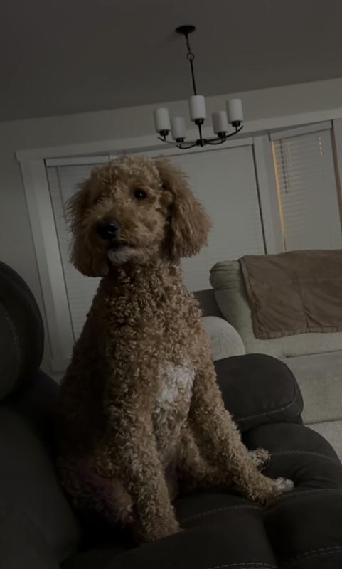 Sadie paying attention