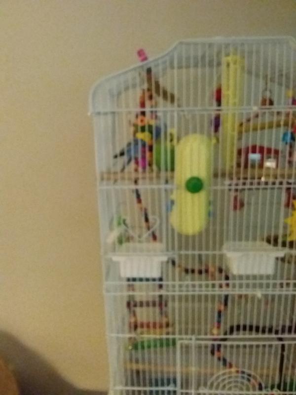 Millet Spray is Yellow in the cage and is hanging from the top of the cage .