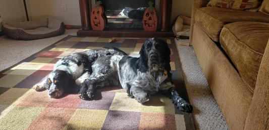 Two English Springers sitting by a open fire....
