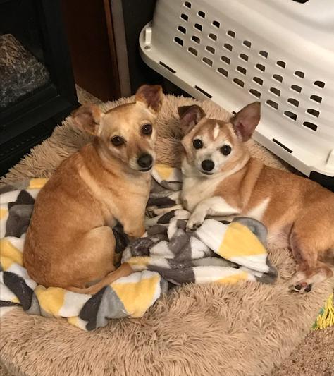 Iggy and Pippy