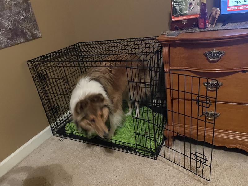 Plenty of room for a 74 lb Scottish Collie:)