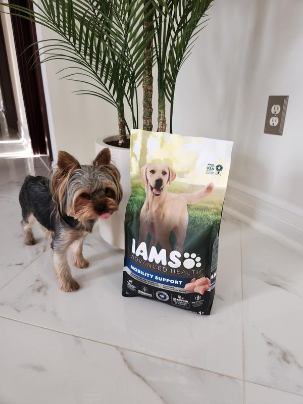 Iams yorkshire outlet terrier