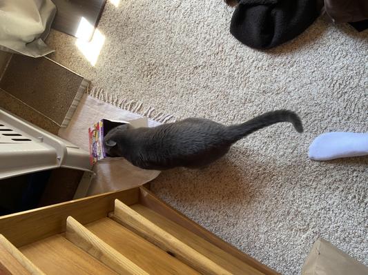 Dennis exploring his packaging, confirming it can be recycled!