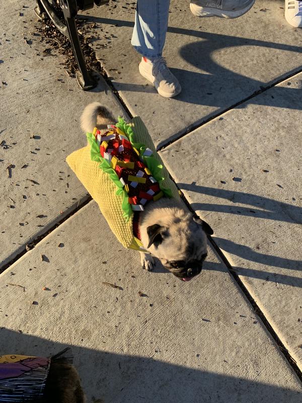 Pug Taco