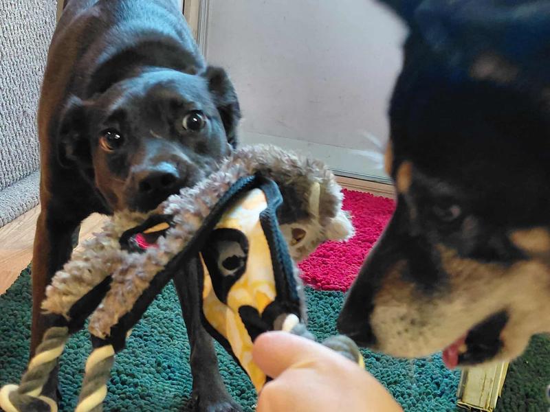 Soren and Lulu play tug