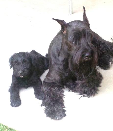Sofi and Solo