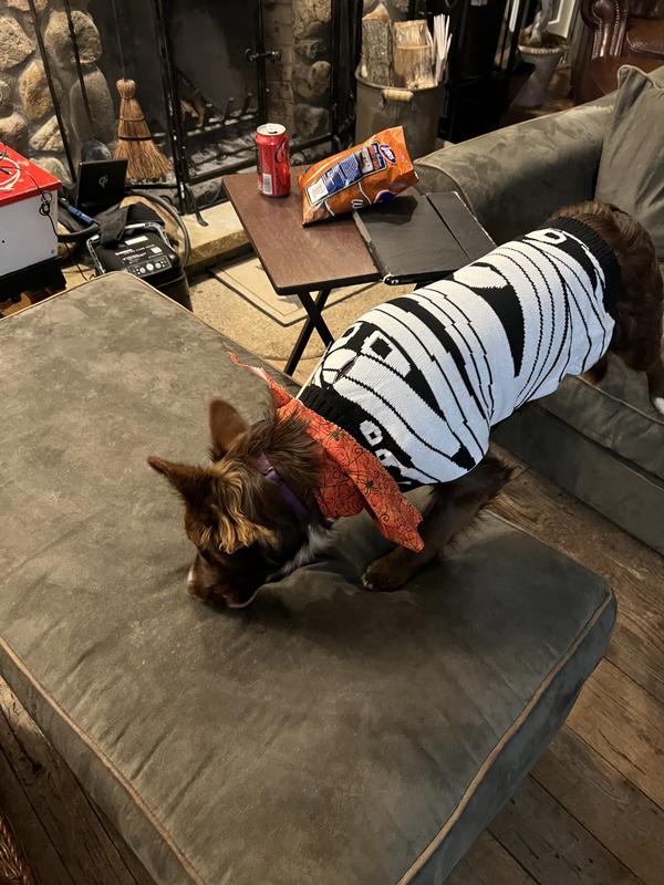 Fraya eating a treat in her Halloween sweater!