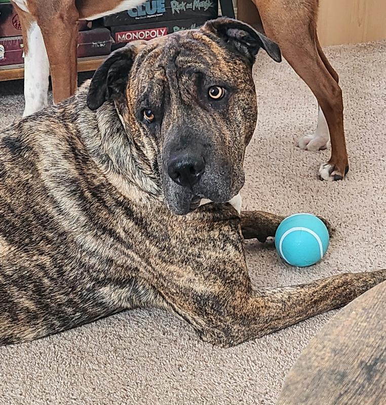 90 pound dog (Gryffin) for size comparison