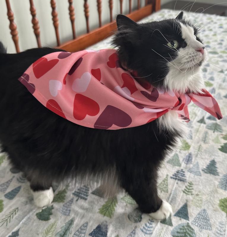 My cats looked adorable in this bandana