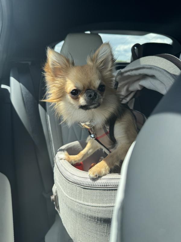 This is the xxs size - The Worthy Dog Plaid Sidekick Dog Harness