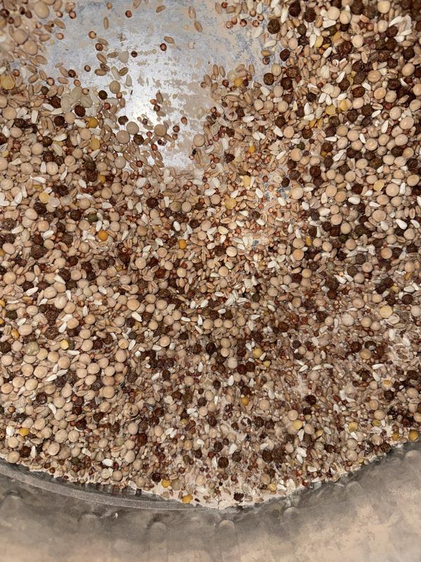 This is the worst and dirtiest pigeon food I have ever got.