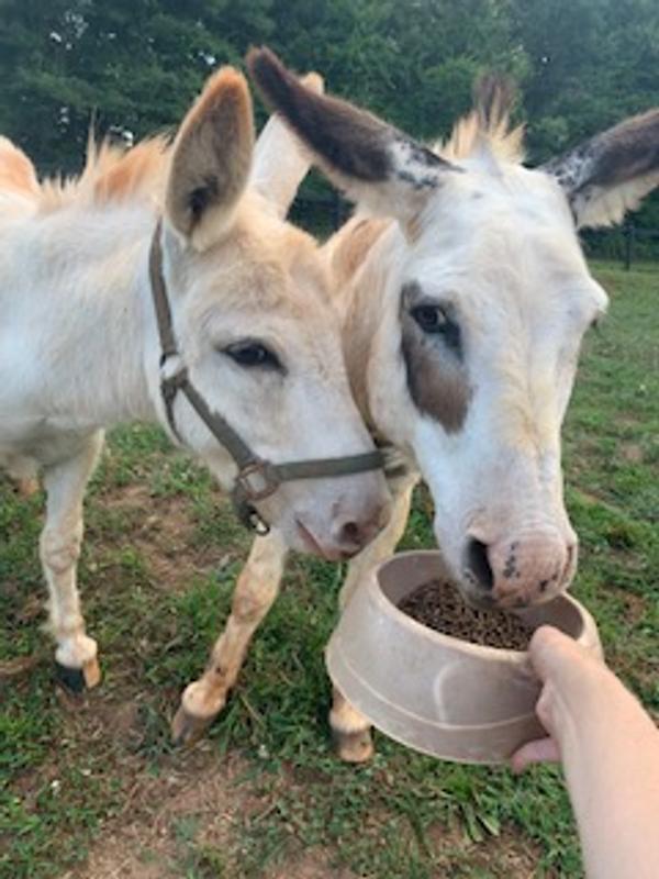 Donkeys...and other animals enjoyed the grain!