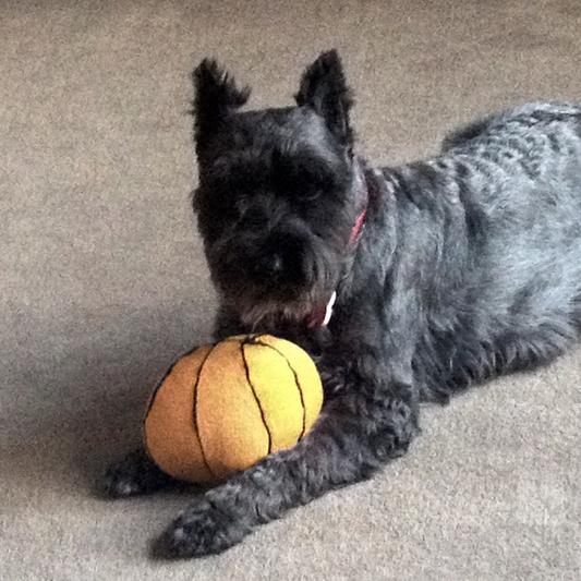 Tator our Miniature Schnauzer