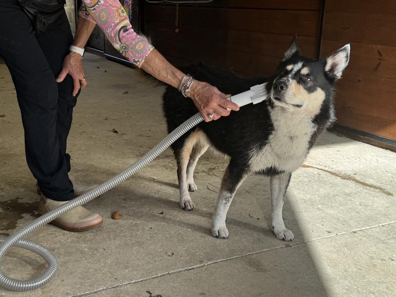 Blow drying after a bath.