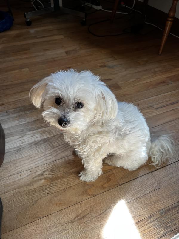 She’s a different dog.