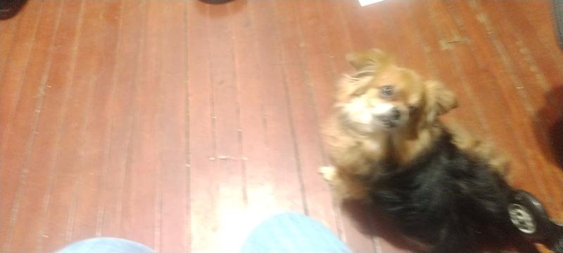 I made it for some love. Always down for a belly rub.