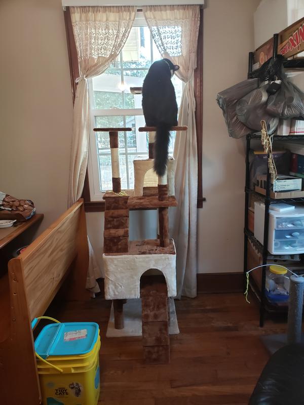 His size compared to this tall cat tree