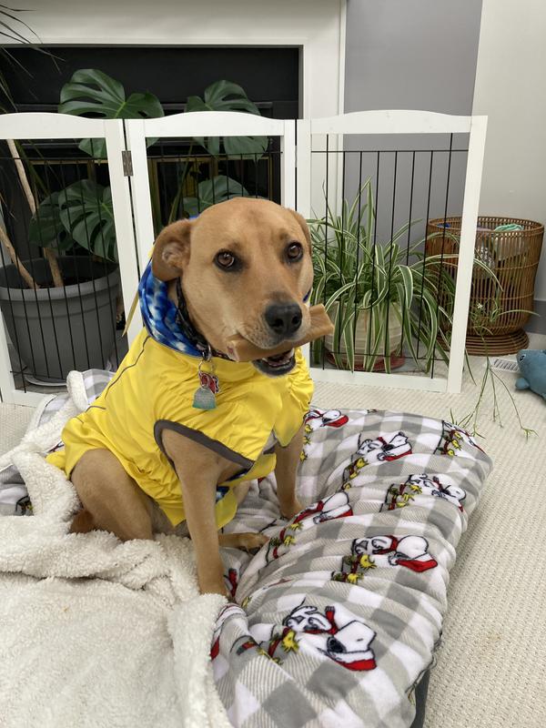 GF Pet Reversible Dog Raincoat