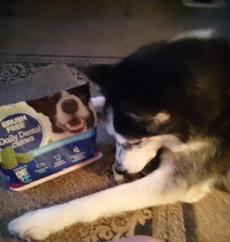 Achilles enjoying his daily dental chews by Vetality