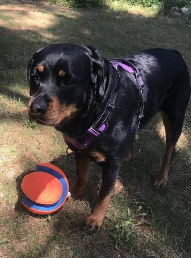 Large Challenging Dog Ball with 【Treats】 : Rottweiler Breed: Dog