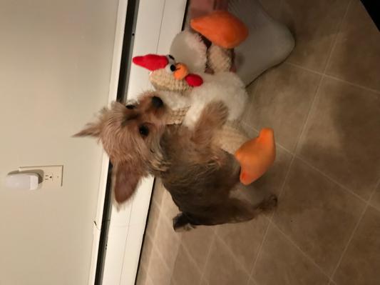 Pink with her new chicken from chewy .com
