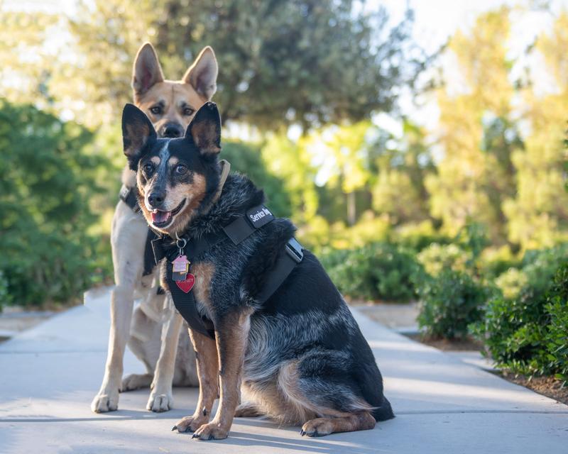 Sydney my 1st Service Dog retired & JOJO my current Service Dog