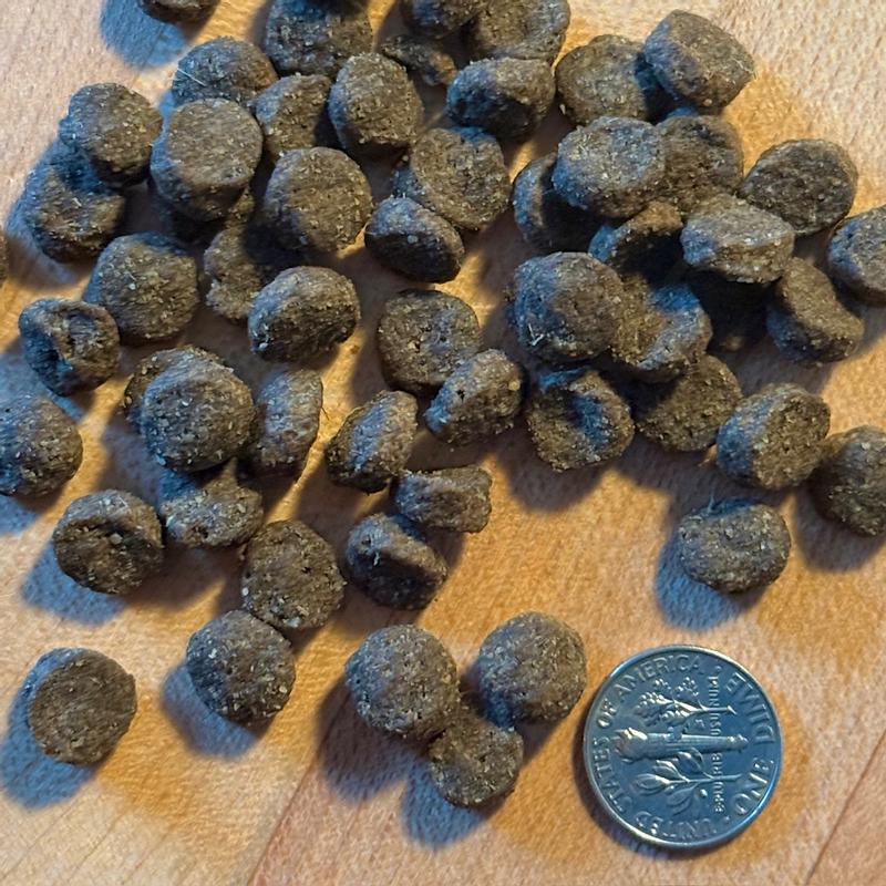 Dime coin for size reference