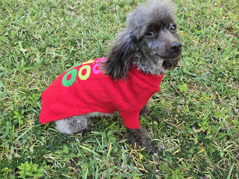 Cecelia (7yo toy poodle) sitting