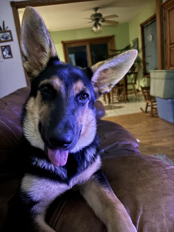Frejya when she’s worn out
