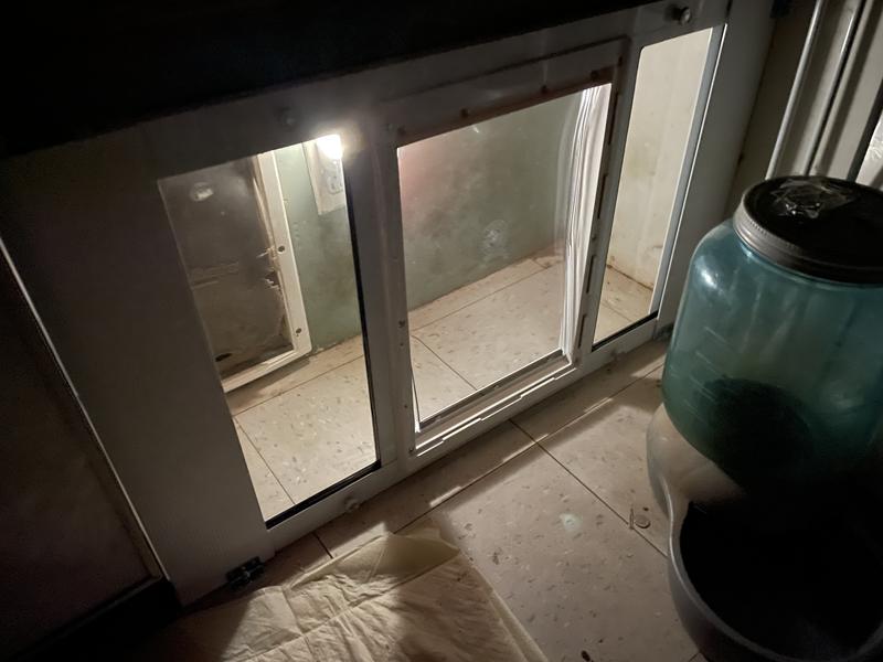 The dogs don’t know how good they have it!