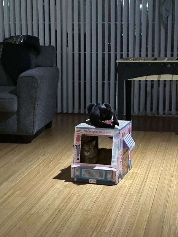 My cat and his cousin cat working the ice cream truck together