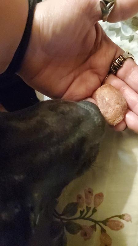 My dog giving her approval